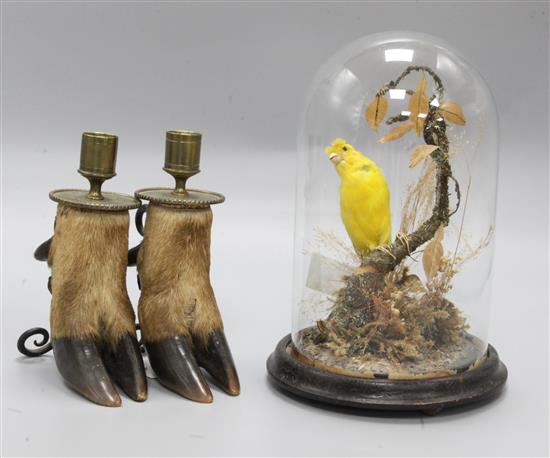 A pair of deer hoof candlesticks and a taxidermic canary, candlesticks 17cm